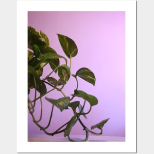 Money plant photography Posters and Art